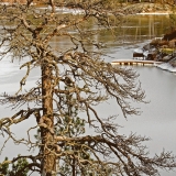 A pine and the icy Kaitalahti bay