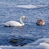 Swans in icy water