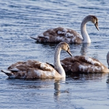 Swans