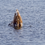 A swan dives