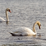 Swans