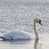 Kyhmyjoutsen (Cygnus olor)