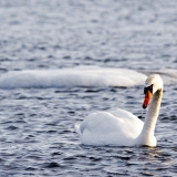 Kyhmyjoutsen (Cygnus olor)