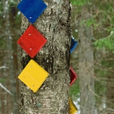 Route markers in a birch