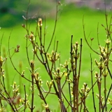 A shrub with buds