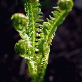 A plant in the Japanese garden