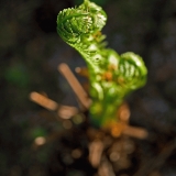 A plant in the Japanese garden