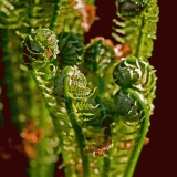 A plant in the Japanese garden