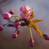 Flowers of a cherry tree