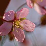 Flowers of a cherry tree