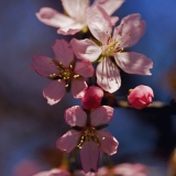 Flowers of a cherry tree