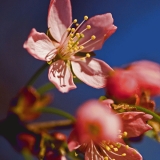 Flowers of a cherry tree