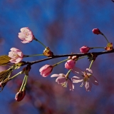 Flowers of a cherry tree