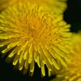 Voikukka (Taraxacum officinale)