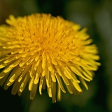 Dandelion (Taraxacum officinale)