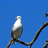 Common gull (Larus canus)