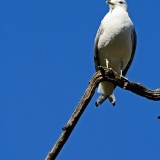 Common gull (Larus canus)