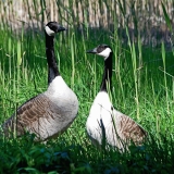 Canada goose (Branta canadensis)