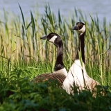 Kanadanhanhi (Branta canadensis)