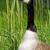 Kanadanhanhi (Branta canadensis)