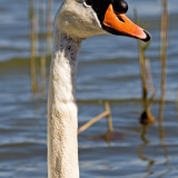 Kyhmyjoutsen (Cygnus olor)