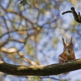 A squirrel peeks from a branch