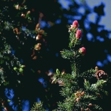 Red cones in a fir