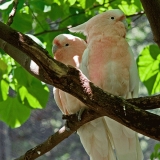 Birds at Central park zoo