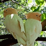 Birds at Central park zoo