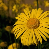 Gerbera