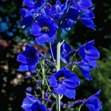 Ritarinkannus (Delphinium elatum)