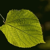 A leaf