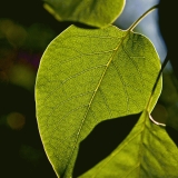 Leaves