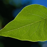 Leaf