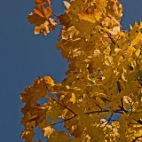 A yellow maple