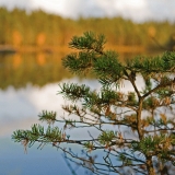 A pine at Iso Lehmlampi