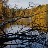 A fallen birch at Haukkalampi