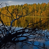 A fallen birch at Haukkalampi