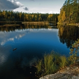 A duck bathing in Mustalampi