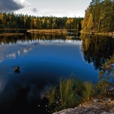 A duck bathing in Mustalampi