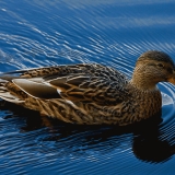 Mallard (Anas platyrhynchos)