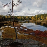 A lonely pine tree at Mustalampi