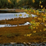 Autumn colors at Mustalampi