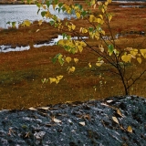 Autumn colors at Mustalampi