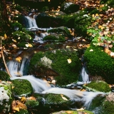 A creek in autumn