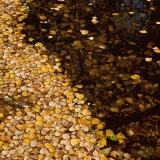 Leaf porridge