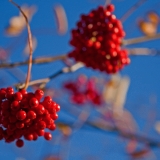 Sorbus berries