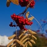 Sorbus berries