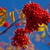 Sorbus berries