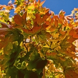 Maple leaves